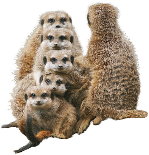 Suricate