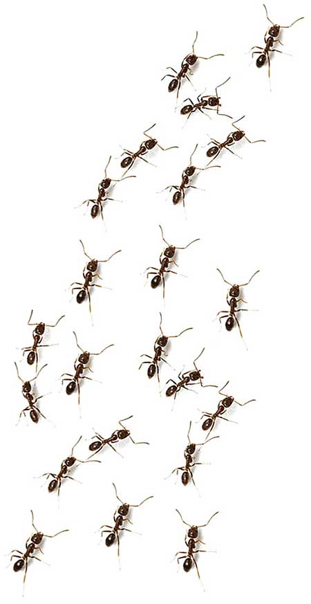 Fourmis